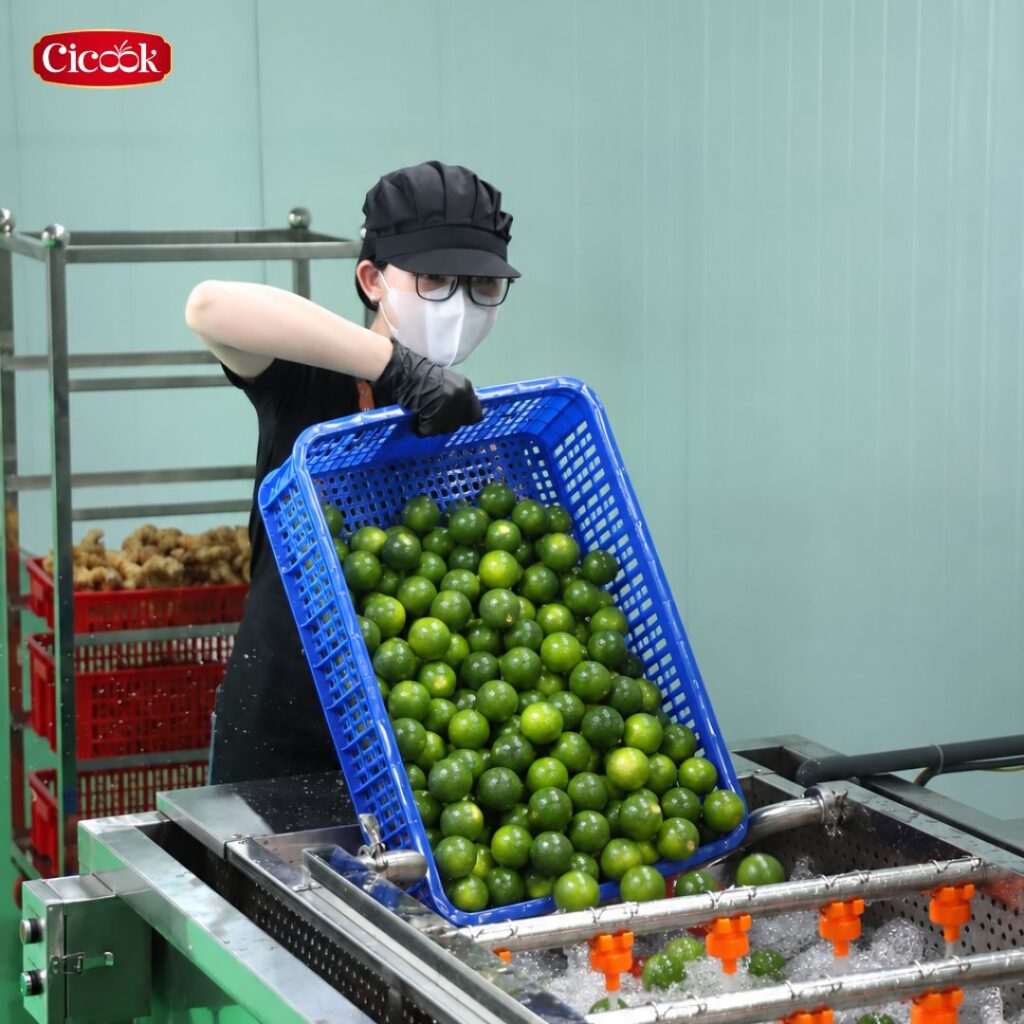 Nhân viên sơ chế tắc tươi trên máy rửa tại nhà máy