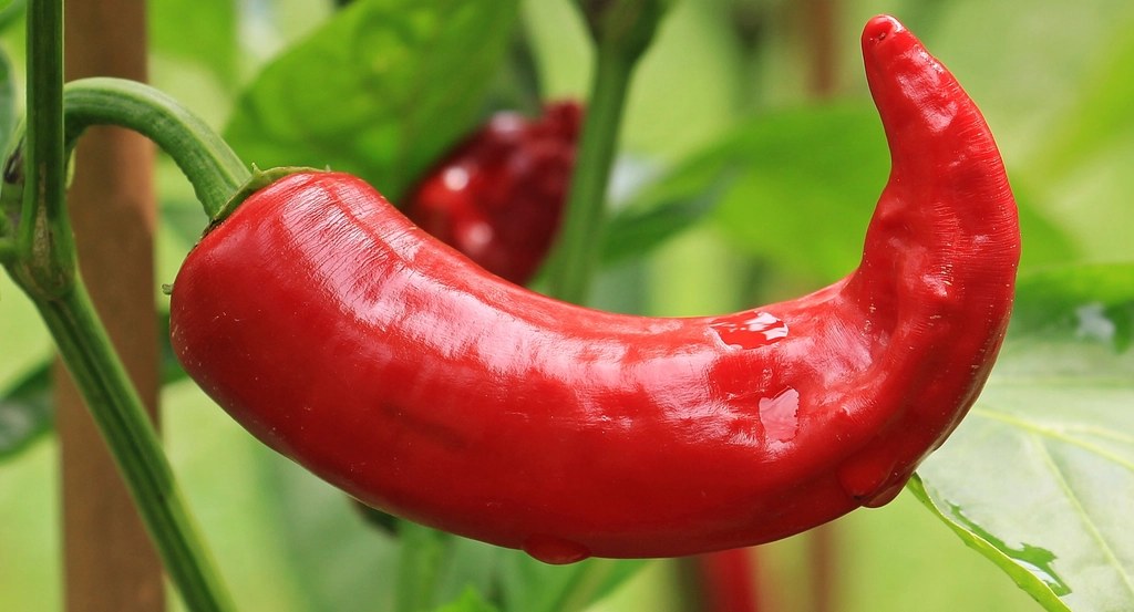 Quả ớt đỏ đang chín trên cây ớt